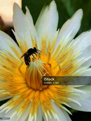 වියපත් බඹරා සහ සුදු නෙලුම.