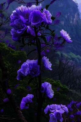 සිහිනයක මල් පිබිදිලා.........