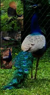 මොණරිඳු