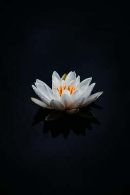 නෙළුම් පත රහත් වෙලා