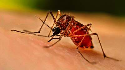 ඩෙංගු මදුරුවෙක් කතා කරයි