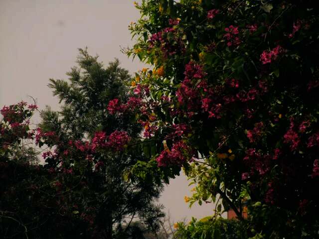 විරහ වේදනා