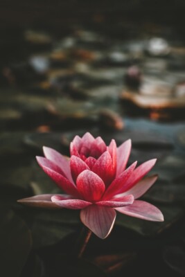 තනියෙන්ම...