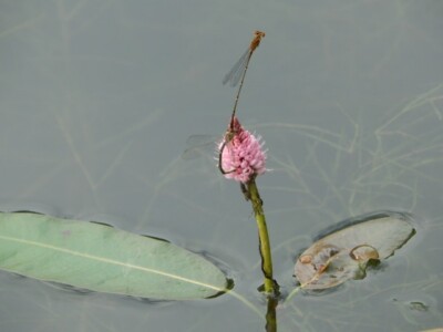 කුමුදු