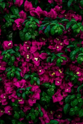 මල් ගස