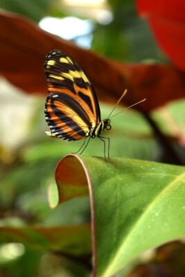 සමනල සඳෙස -38