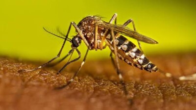 එක්වී දුරු කරමු මහ උවදුර ඩෙංගූ