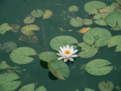 නිසල විල දිය