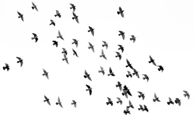 හිස්