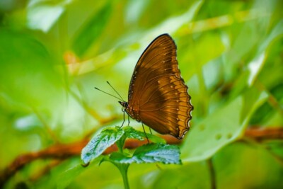 සමනල සඳෙස -40